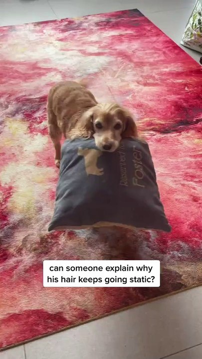 Cocker Spaniel Foster Dog Has Staticky Hair