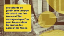 Pourquoi les blattes de jardin rentre dans la maison ?