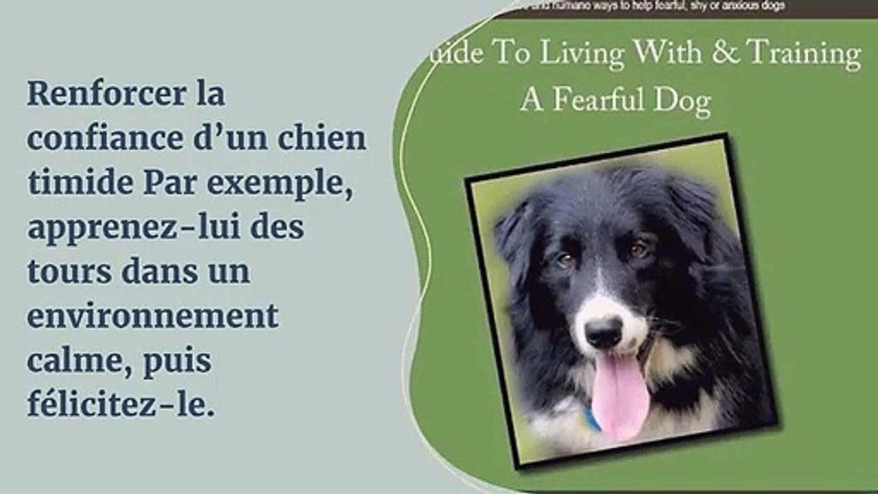 Conseils pratiques pour apprivoiser un chien craintif ?