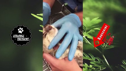 Removing A Cuterebra From A Kitten's Nose (Part 1)