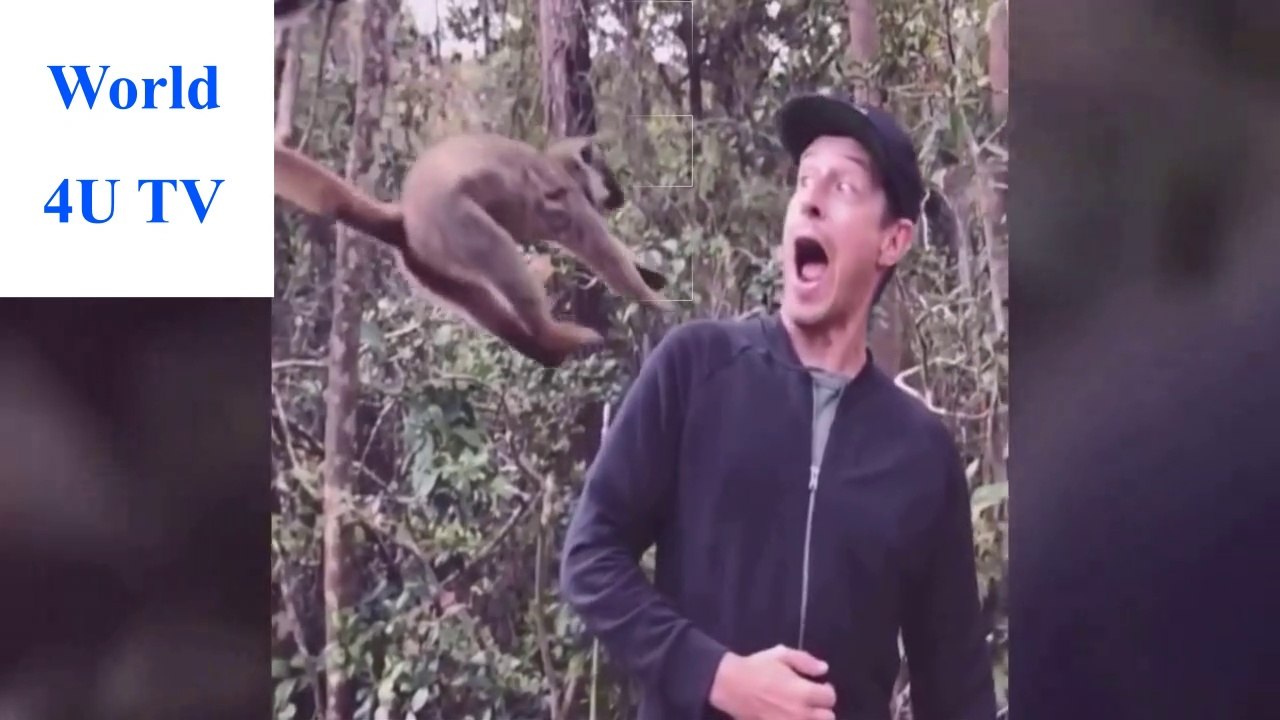 Funny animals attack videos