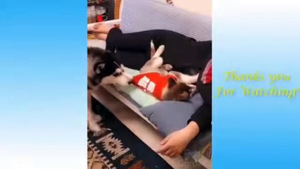 Funny and Cute Cat's Life Cats and Owners , part 3