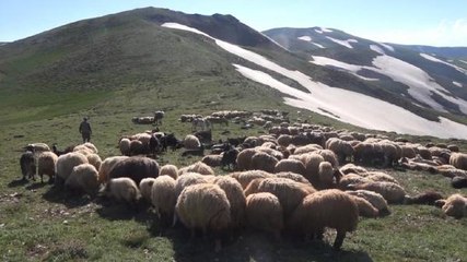 MUŞ'UN YAYLA VE MERALARINA GÖÇ SÜRÜYOR