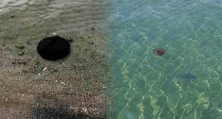 Uzman isim zehirli denizanalarının Marmara’da artmasının nedenini açıkladı