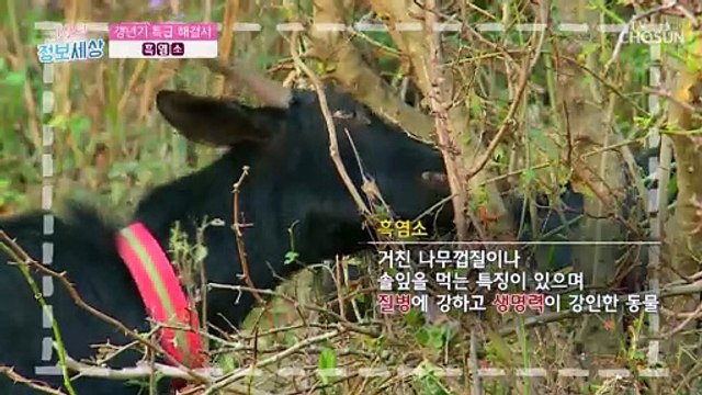 중년 여성 갱년기에 도움 주는 ◆흑염소 진액◆ TV CHOSUN 220601 방송
