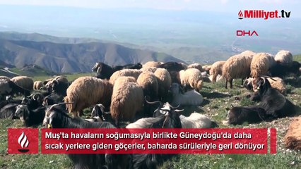 Muş'un yayla ve meralarına göç sürüyor