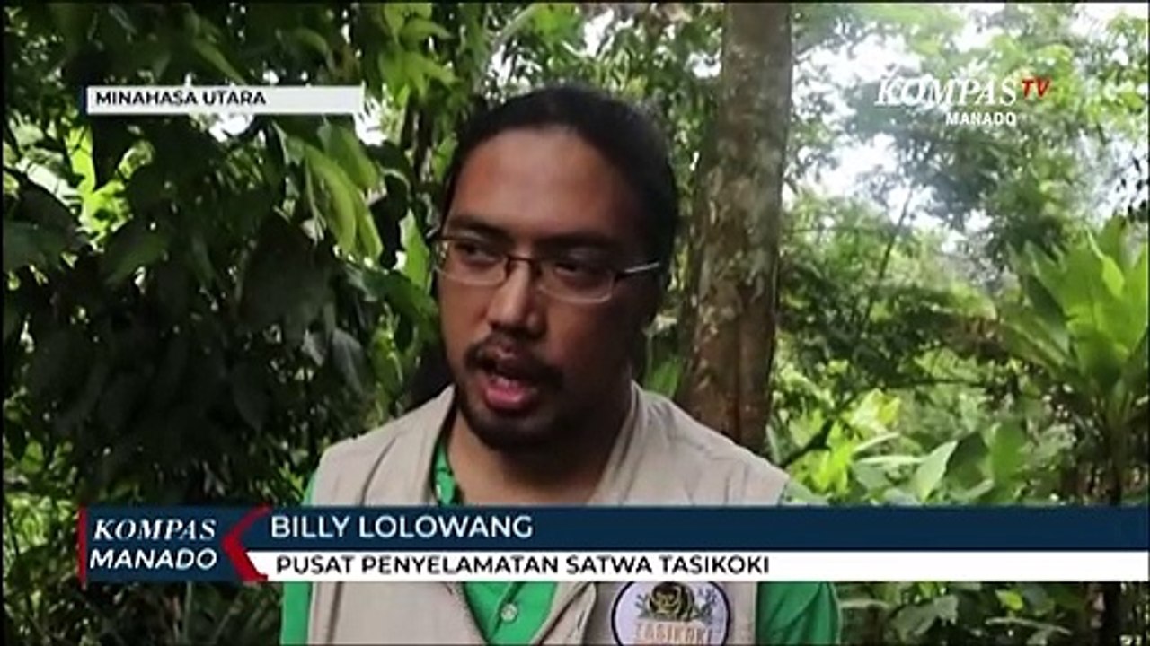 Pelepasliaran Kuskus Beruang Sulawesi
