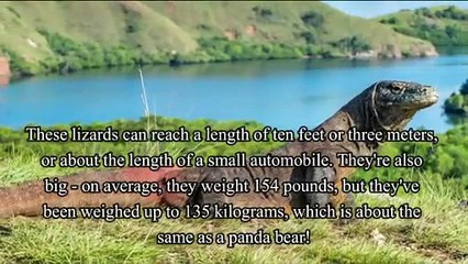 FACT OF KOMODO DRAGON - Fakta tentang Komodo yang banyak tidak diketahui.