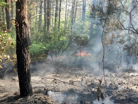 Eyüpsultan'da ormanlık alanda çıkan yangın kontrol altına alındı