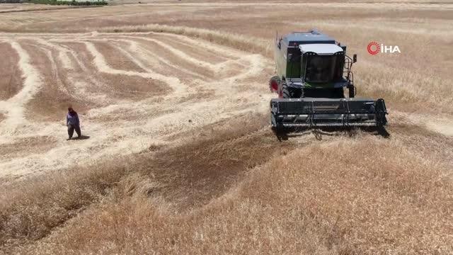 Antalya'da buğday hasatı başladı: İlk bahar aylarındaki kuraklık buğdayda rekolte düşüklüğüne neden oldu