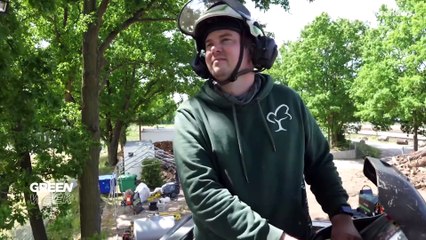 Berliner Bäume haben Trockenstress