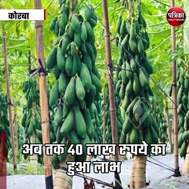 बंजर भूमि को महिलाओं ने बनाया उपजाऊ