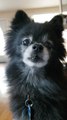 Spoiled Pomeranian Throws Tantrums When Owner Refuses to Fulfil Their Demand