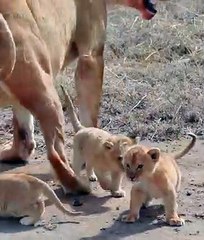 Cute baby lion  cub  videos
