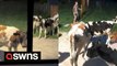 Woman has hilarious reaction after she discovers a herd of cows in her back garden