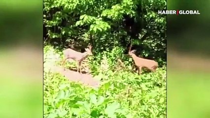 Karaca yavrularının kavgası kameraya yansıdı
