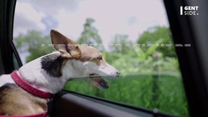 Le destin tragique de ce chiot retrouvé mort dans un jardin