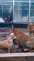 Un labrador n'a pas peur de s'amuser avec un tigre et un lion