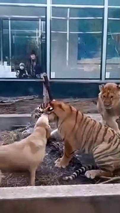 Un labrador n'a pas peur de s'amuser avec un tigre et un lion