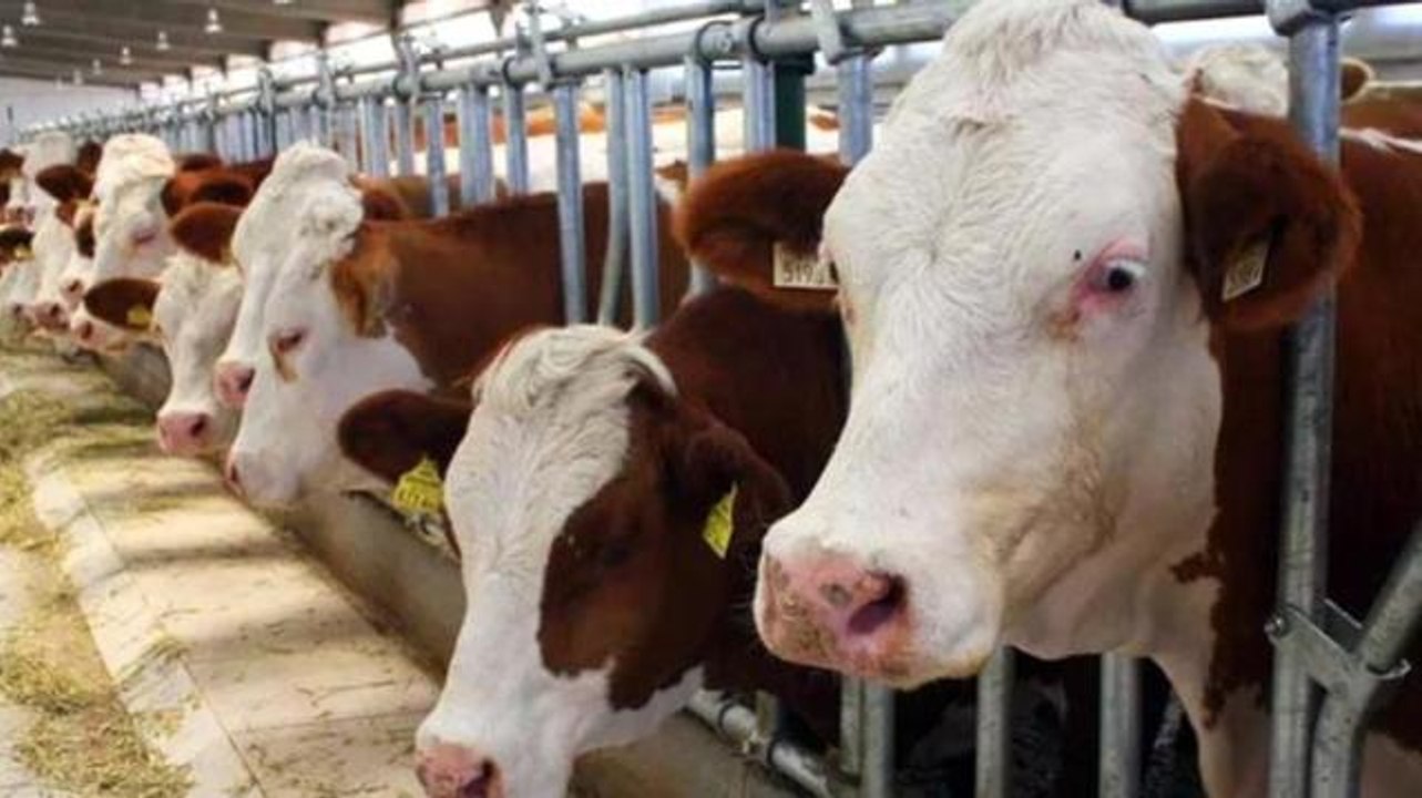 Kurban fiyatları ne kadar olacak? 2022 Kurban fiyatları ne kadar? Büyükbaş ve küçükbaş kurban fiyatları!