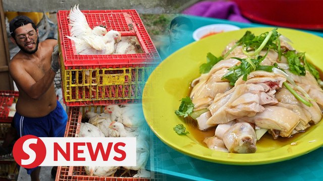 Malaysian chicken export ban leaves void among Singapore chicken rice lovers