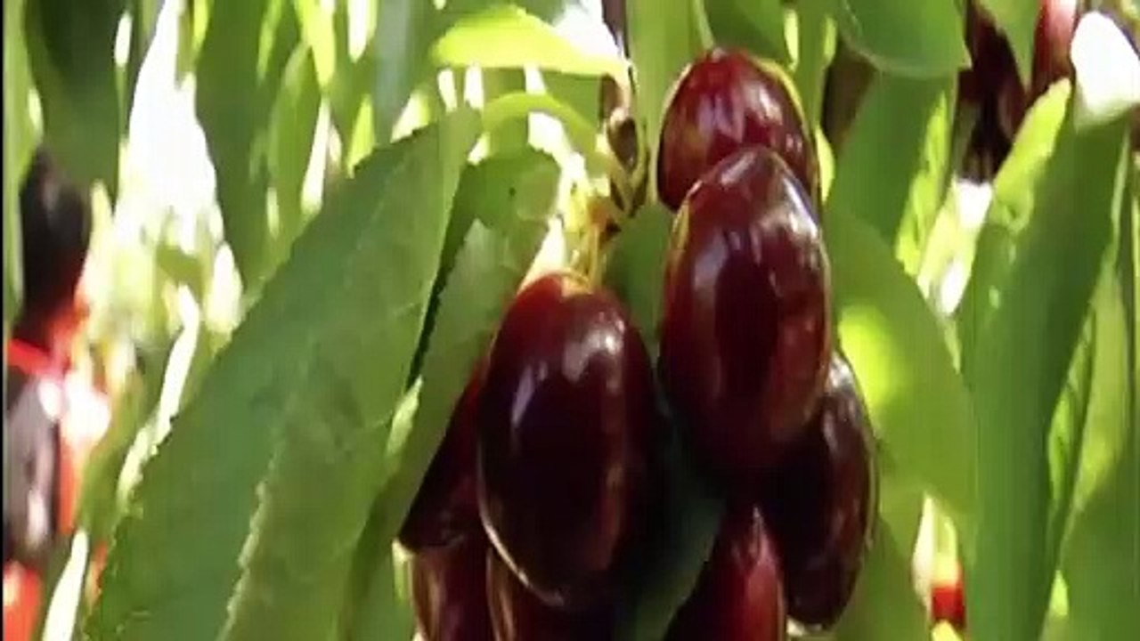 Κερασοπαραγωγός-Λαμία : Δεν ευθυνόμαστε εμείς για τις εξωπραγματικές τιμές στα κεράσια