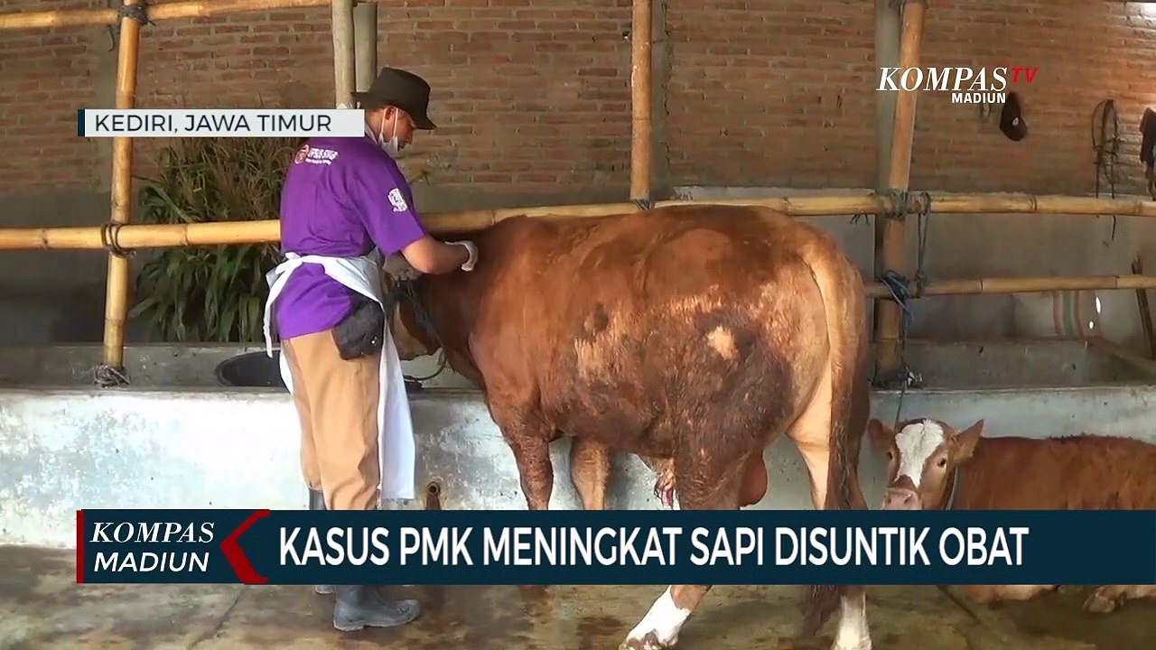 Kasus PMK Meningkat Sapi Disuntik Obat