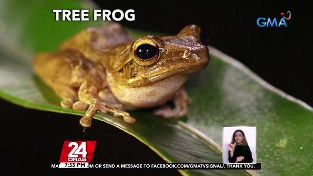 Brownout sa higit 20 barangay sa Lipa City, Batangas, dahil sa palaka; nakakatalon nang mataas ang palaka dahil sa kanilang nababanat na muscle | 24 Oras