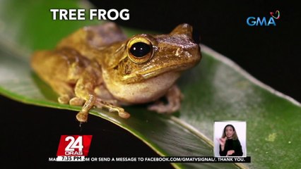 Brownout sa higit 20 barangay sa Lipa City, Batangas, dahil sa palaka; nakakatalon nang mataas ang palaka dahil sa kanilang nababanat na muscle | 24 Oras