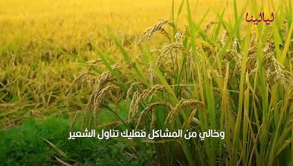 فوائد الشعير ع المبيض