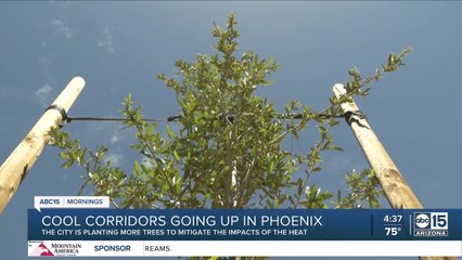 'Cool corridors' going up in Phoenix