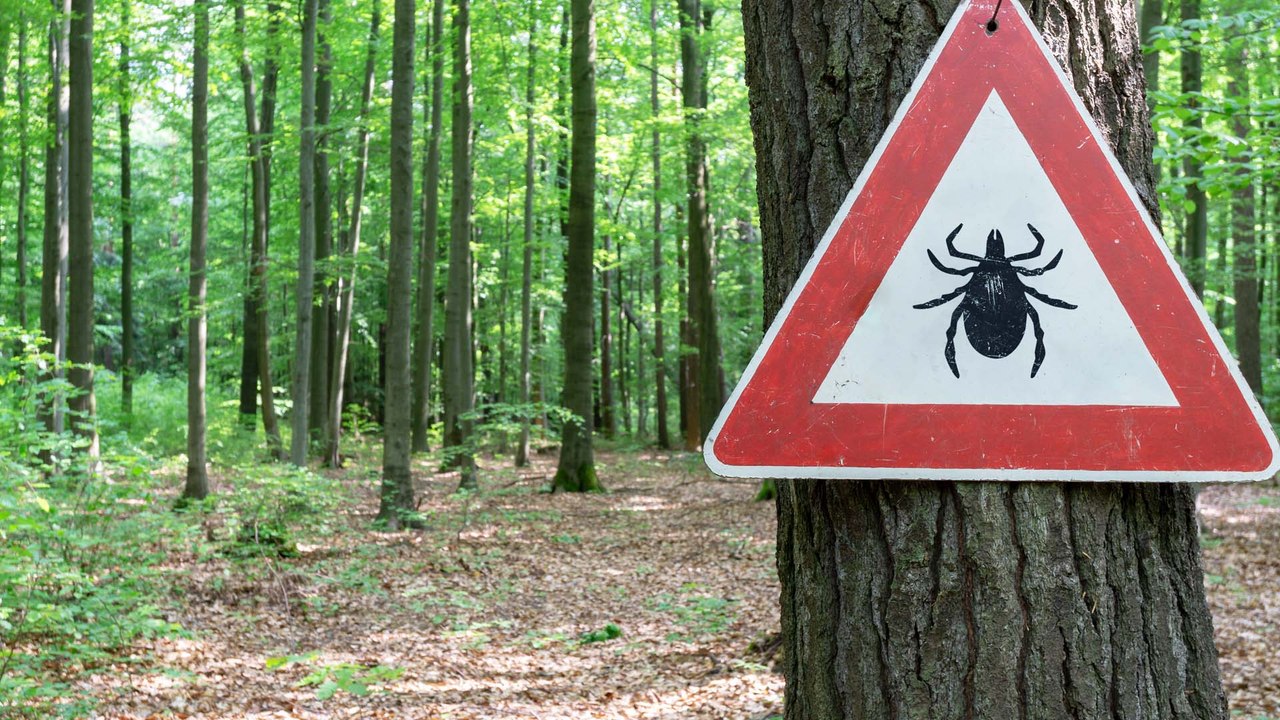 Zecken-Rekordjahr 2022? Expert*innen warnen vor Plage!