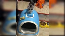 Baby Cats - Cute and Funny Cat Videos Compilation - Aww Animals