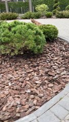 قط بري يتحداك تلمسه  | This wild cat shouldn't be touched