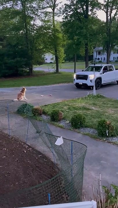 Husky Has Problem with Truck Parking