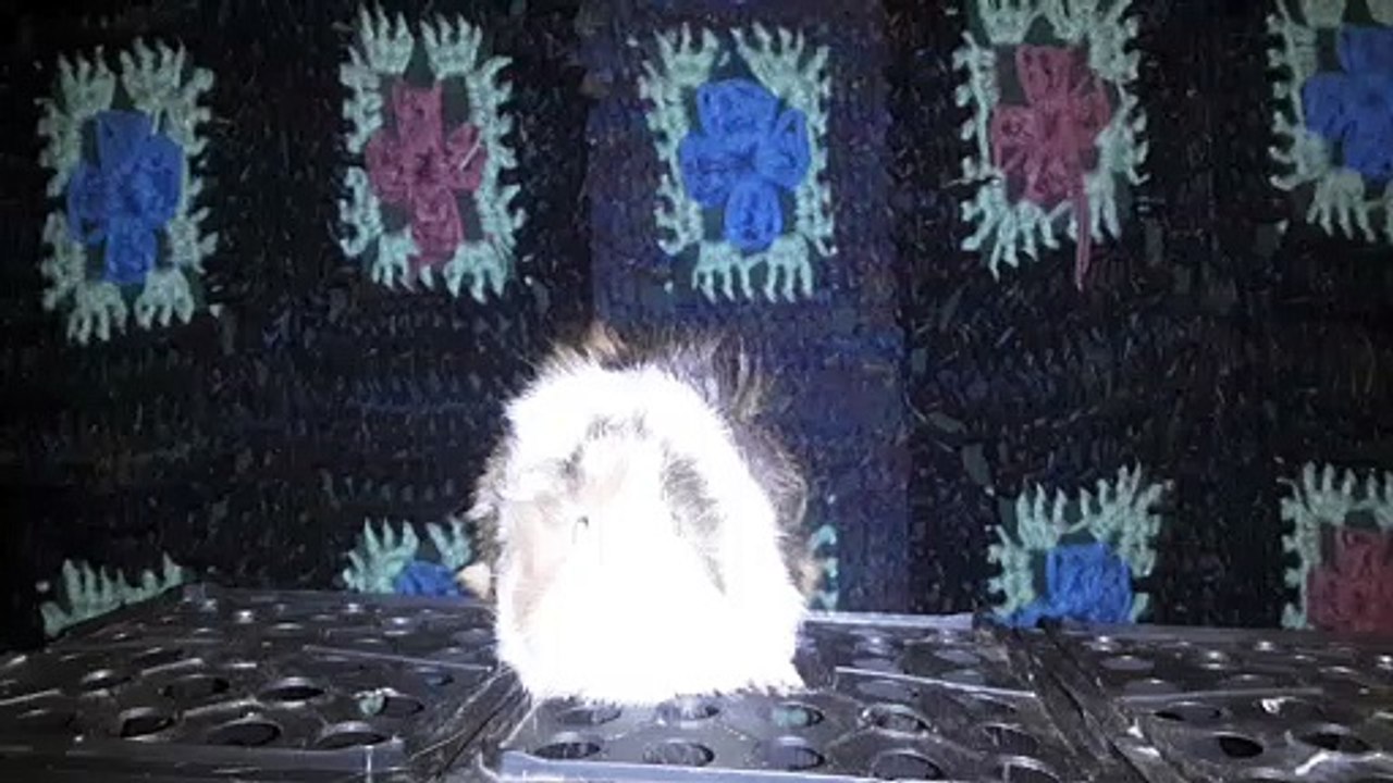 CAVIA PORCELLUS DAVID 20210612_075140