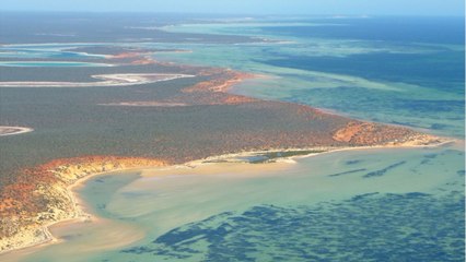 En Australie, des chercheurs découvrent la plante la plus grande au monde