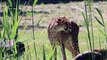 New cheetahs at ZSL Whipsnade Zoo