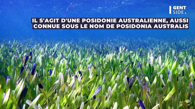 Des chercheurs découvrent la plante la plus grande du monde , deux fois plus vaste que Paris