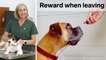 Veterinarian Explains How to Prevent Pet Separation Anxiety