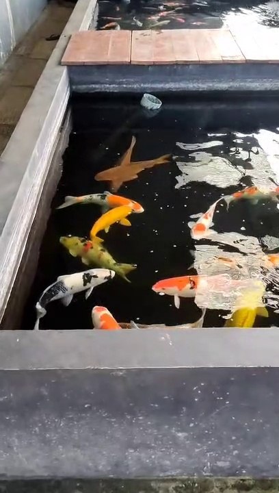 koi goldfish