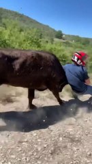 Il se jette sur un taureau pour le stopper... Complètement fou mais efficace