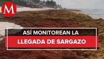 Instituto Oceanográfico monitorean la llegada de sargazo a la Riviera Maya