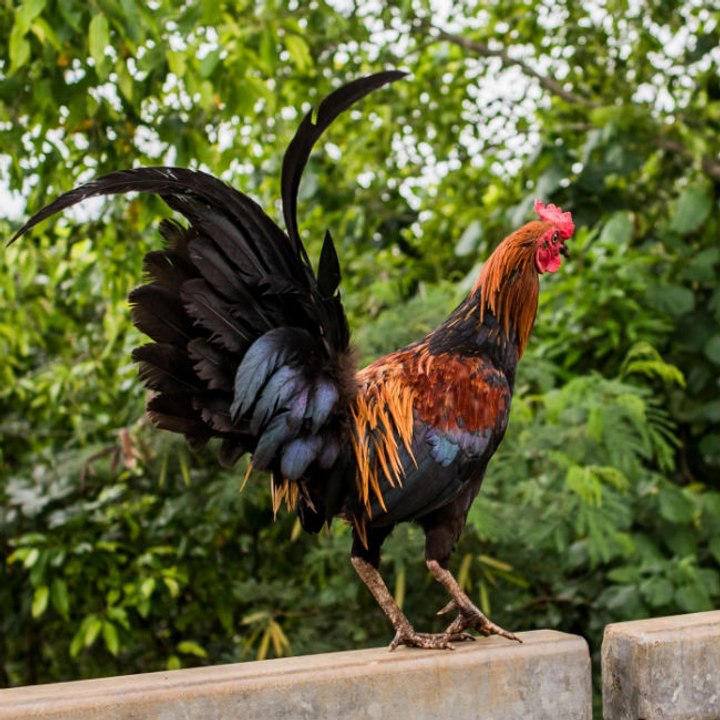 Hahn treibt Nachbarn mit frühmorgendlichem Krähen in den Wahnsinn!