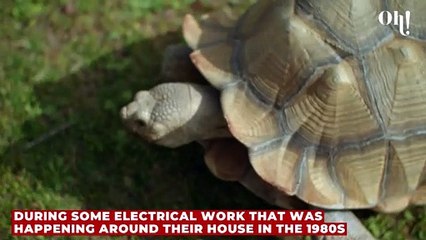 Family discovered lost tortoise alive in the attic after 30 years