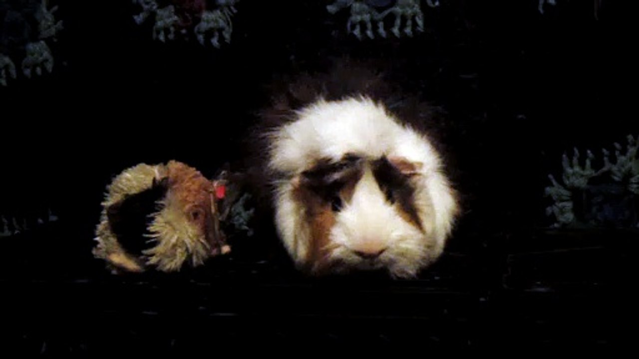 CAVIA PORCELLUS DAVID 102_8576