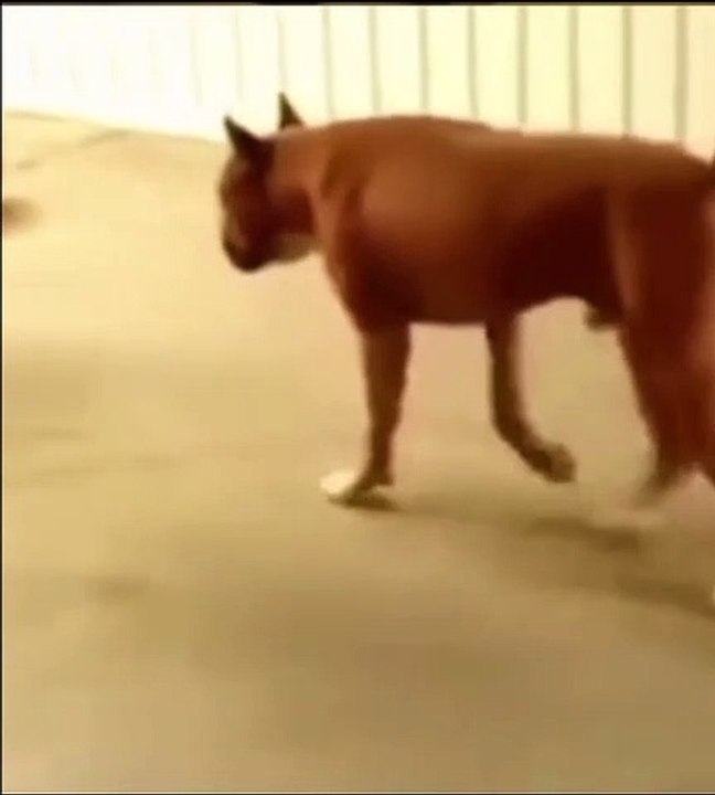 العنيد اللي مبيسمعش الكلام  | This dog is very stubborn