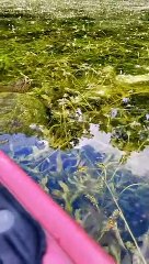Kayaker Floats by Massive Turtle