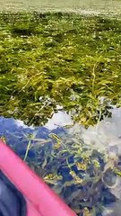 Kayaker Floats by Massive Turtle