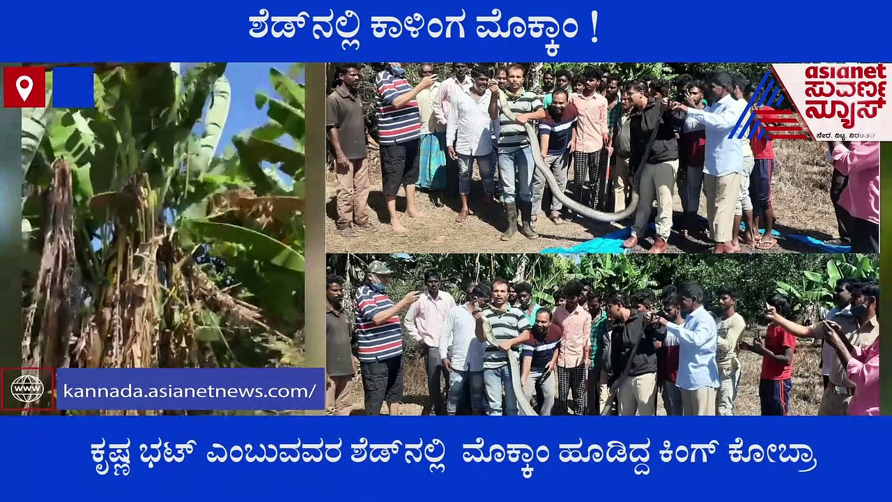 ಶೆಡ್‌ನಲ್ಲಿ ಕಾಣಿಸಿಕೊಂಡ ಬೃಹತ್ ಗಾತ್ರದ ಕಾಳಿಂಗ : ಅಬ್ಬಬ್ಬಾ ..!